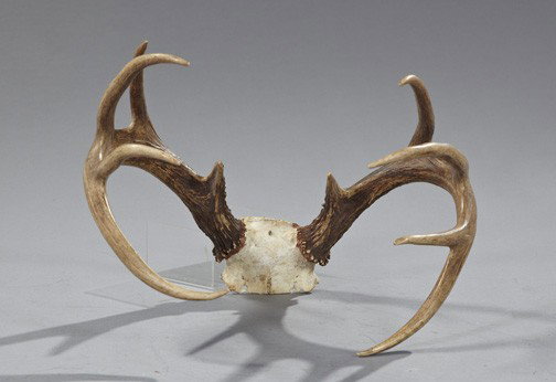 Symmetrical Ten-Point Whitetail Deer Rack,: Symmetrical Ten-Point Whitetail Deer Rack, retaining its registered deer tag, h. 15", w. 16", d. 11-1/2".