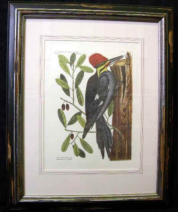 CATESBY, MARK, AFTER WOODPECKERS: After Mark Catesby (British, 1679-1749) "Woodpeckers", pair of offset chromolithographs depicting, respectively, the Large Crested Woodpecker in a Live Oak and a Large White-Billed Woodpecker in a Wil