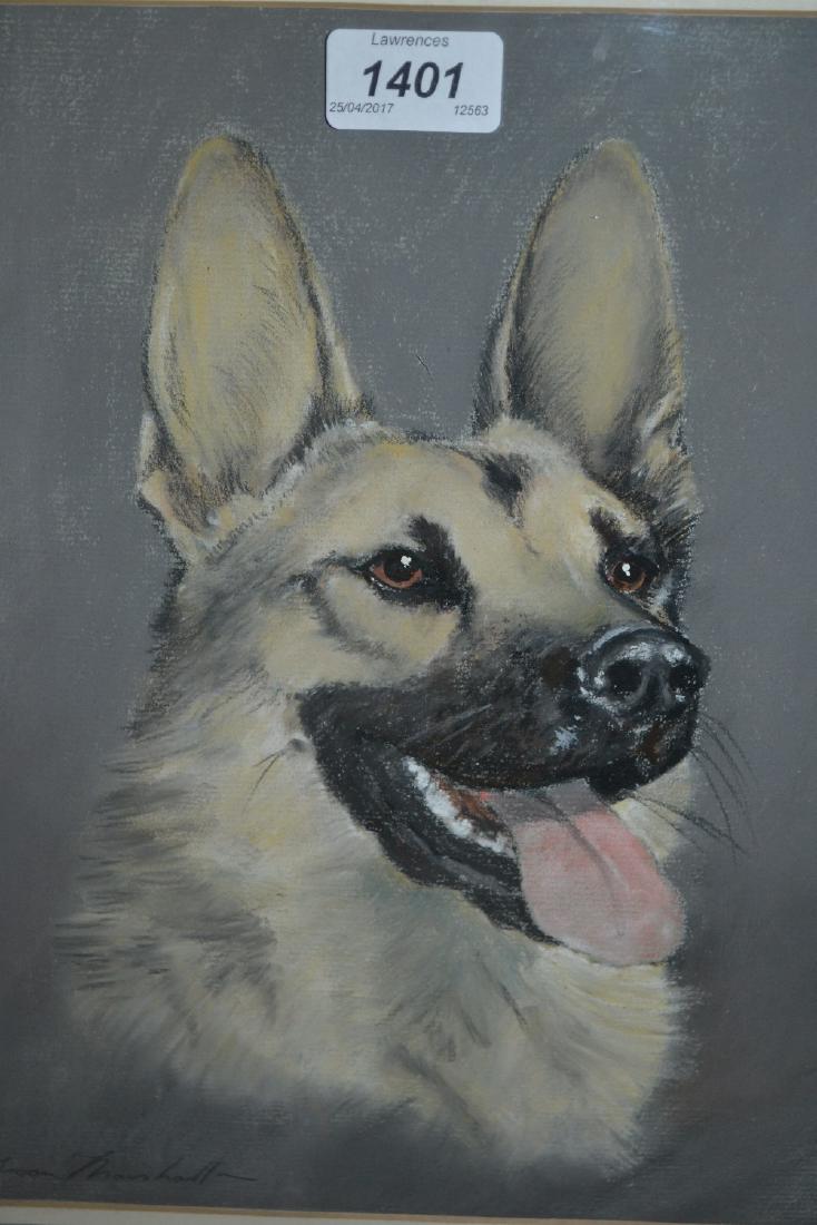 John Marshall, pastel, portrait of an Alsatian, signed,: John Marshall, pastel, portrait of an Alsatian, signed, 12ins x 9ins