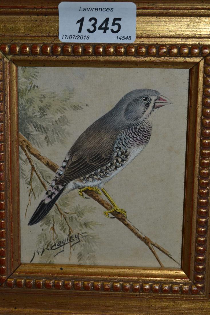 N.W. Cayley, watercolour, study of a finch, together: N.W. Cayley, watercolour, study of a finch, together with a modern sampler