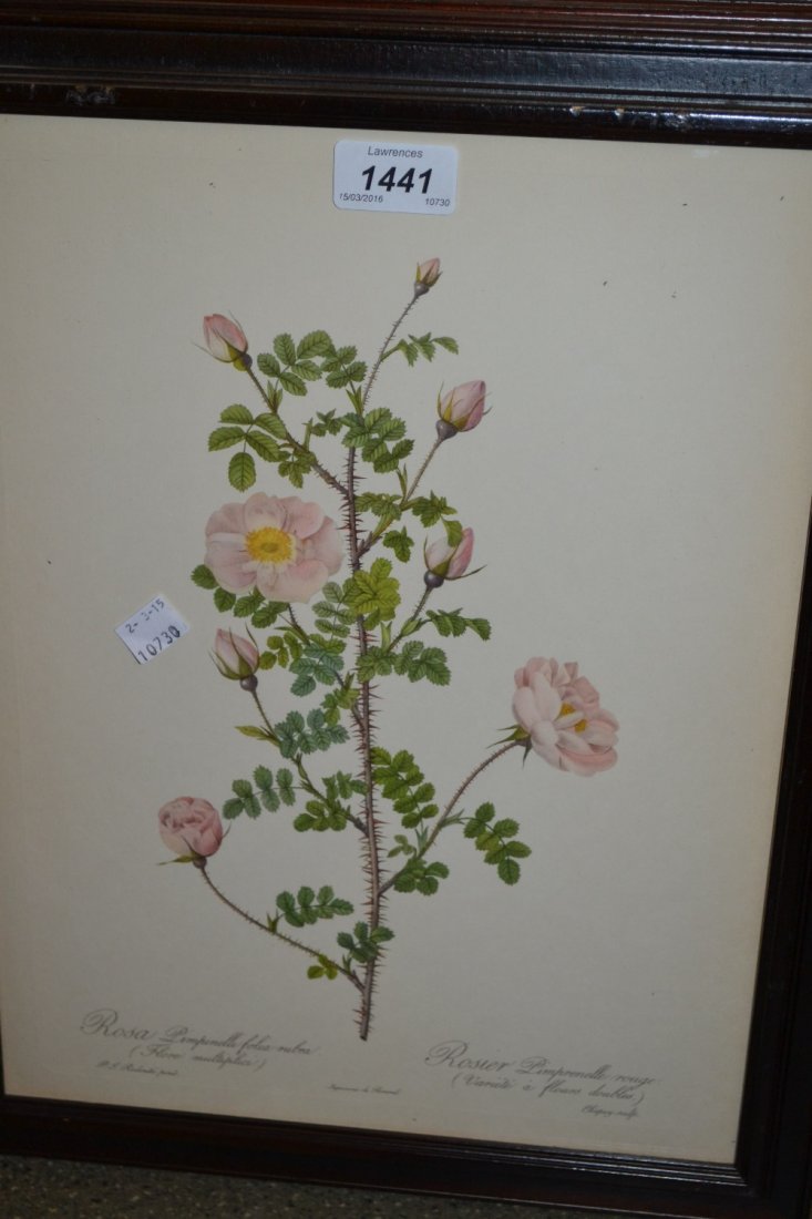 Group of eleven coloured botanical prints after Redoute (1 of 1)