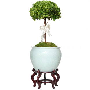 Celedon Porcelain Planter with Raised Floral Decorations: Celedon Porcelain Planter with Raised Floral Decorations on a Rosewood Stand and Having an Artificial Tree with Moss on the Inside. 15" Diameter, 41" High