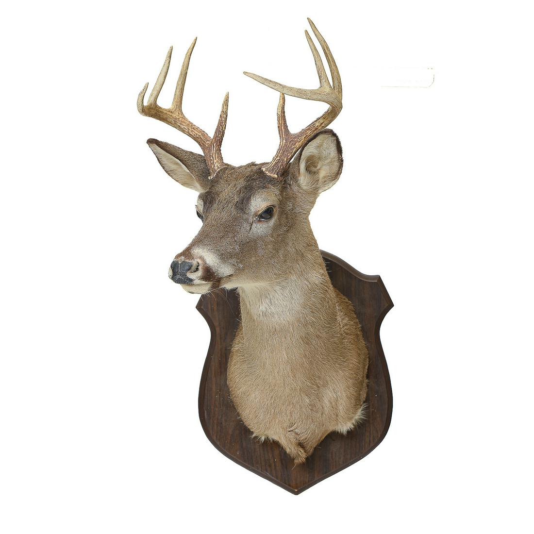 Trophy Mounted Buck, Eight Point Buck Mounted On Wooden Plaque