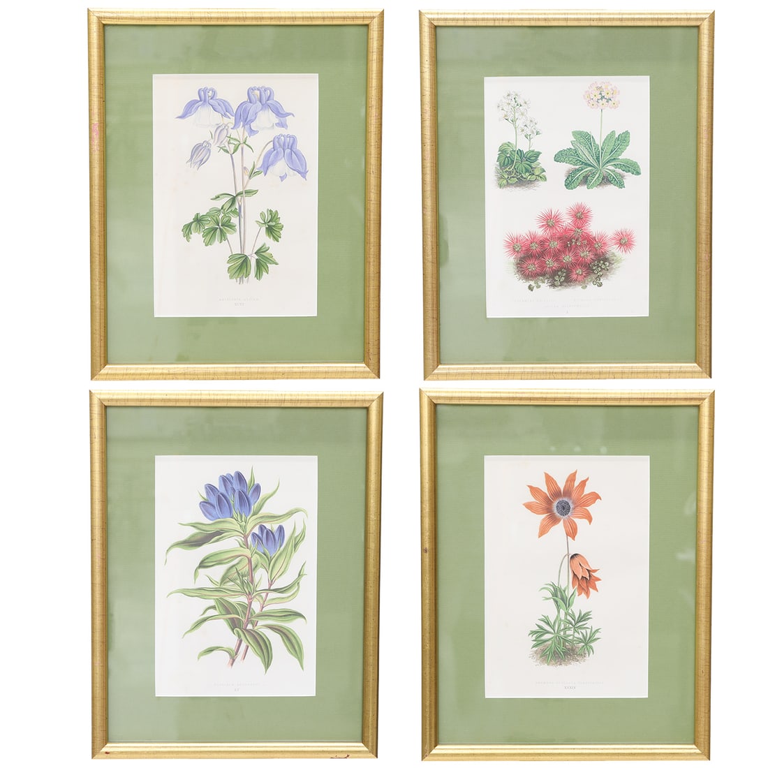 Collection of Four Reproduction Botanical Colored Lithographs Signed A.F.L. (1 of 15)