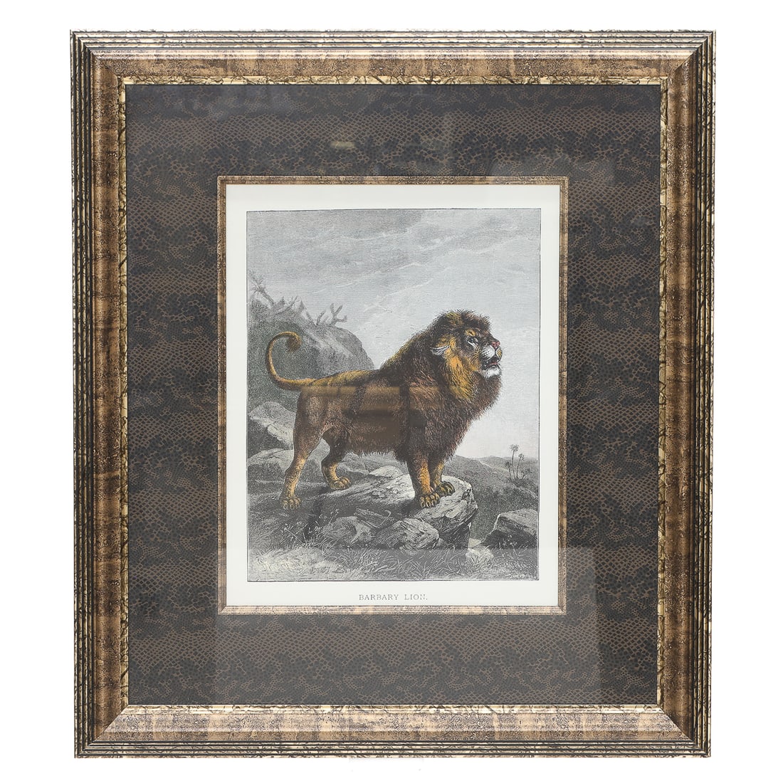 Hand-Colored Barbary Lion Print, Re-Colored from Original Engraving by Friedrich Specht (1 of 7)