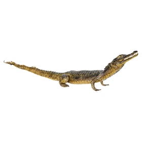 Vintage Taxidermy of Baby Crocodile