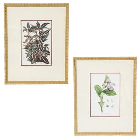 Late 19th C. Hand Finished Louis Van Houtteano (Belgian) Botanical Lithographs, Companion Pair
