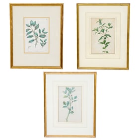 Group of Late 19th C. Botanicals, Three Total