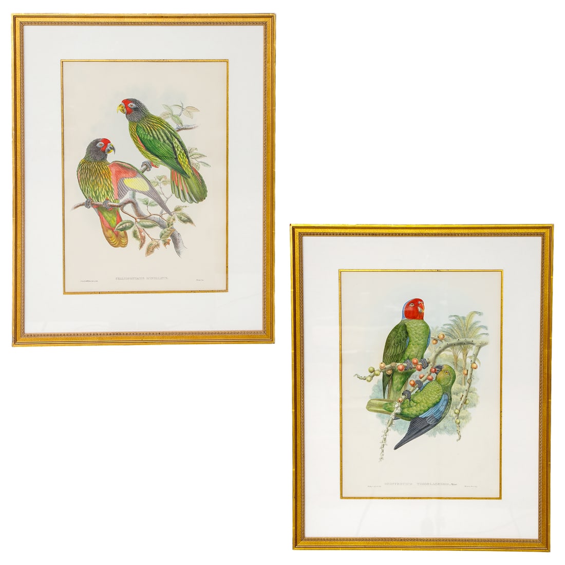 William Matthew Hart (Britain, 1830-1908) Hand Painted Bird Lithographs, Pair: William Matthew Hart (Britain, 1830-1908) Hand Painted Bird Lithographs, Pair, Includes One W. Hart Geoffroyius Timorlaoensis. Meyer Lithograph, Depicting Two Parrots Resting on Branch Featuring Berri
