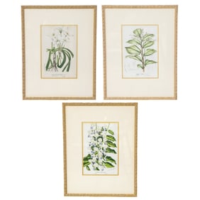 Group of Late 19th C. Horto Van Houtteano (Belgian) Hand Finished Botanical Lithographs, Three Total