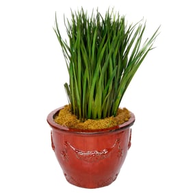 Large Glazed Ceramic Jardiniere in Oxblood Red with Topiary