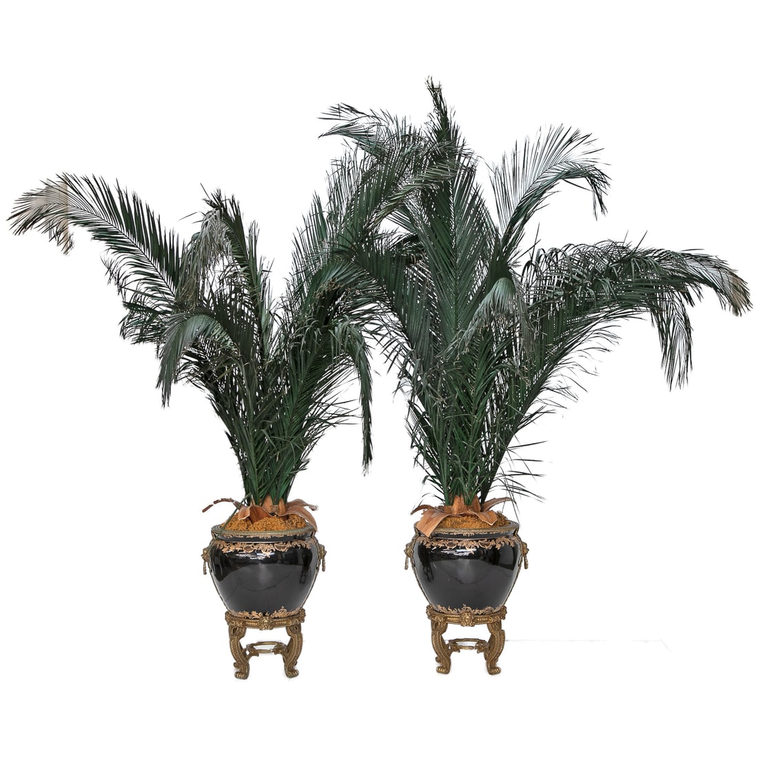Ebony Round Porcelain Brass Bound Planters on Stands, Pair: Ebony Round Porcelain Brass Bound Planters on Stands, Pair, Having Decorative Brass Top Edge, Ebony Ground Featuring Painted Gold Highlights of Floral and Leaf Designs, Lion Mask Handles with Ring