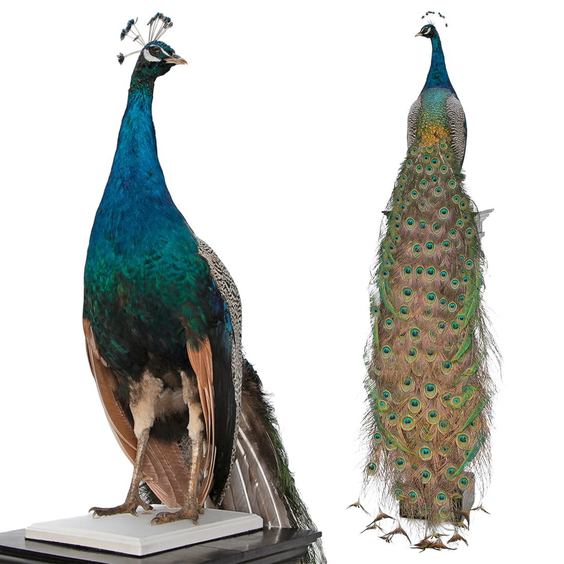 Stunning Vintage Taxidermy Full Body Blue Male Peacock (1 of 12)