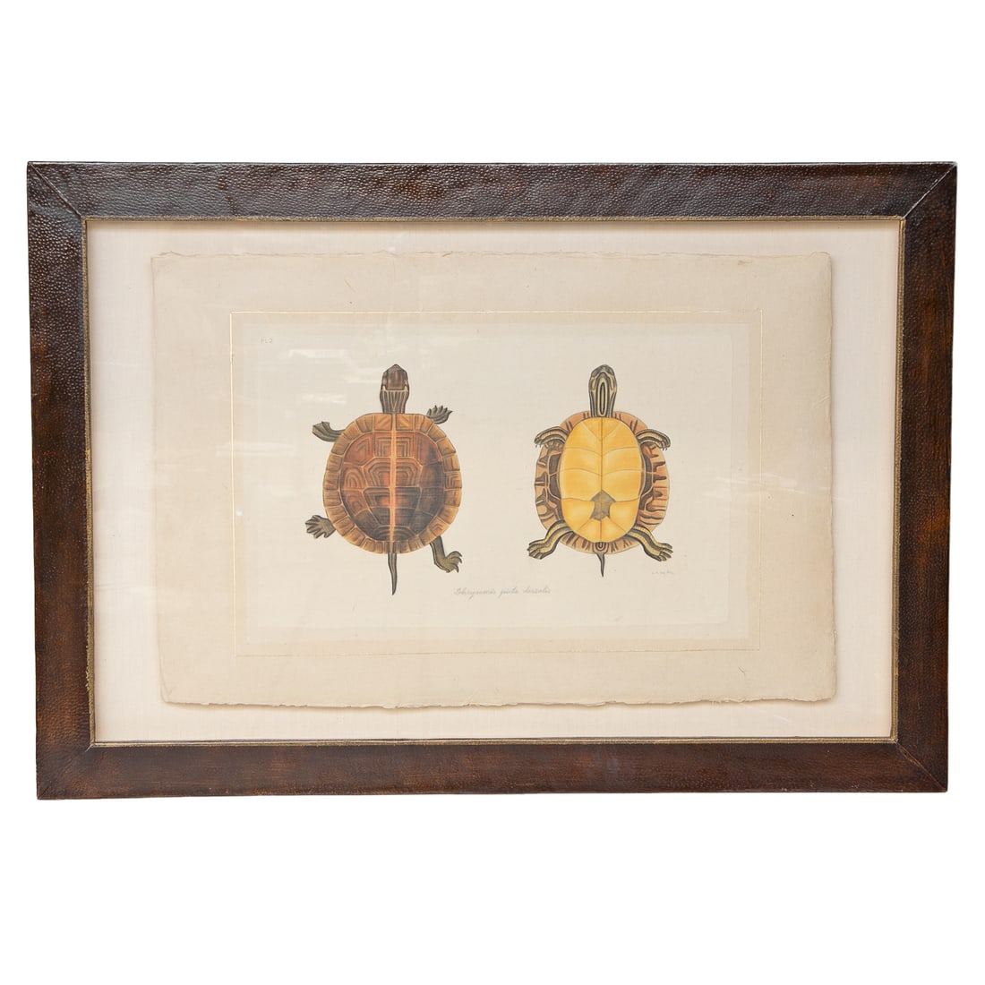 La Roche Laffitte (1946-) Hand Painted Chrysemis Picta Dorsalis Turtle, Gouache and Watercolor: La Roche Laffitte (1946-) Hand Painted Chrysemis Picta Dorsalis Turtle, Gouache and Watercolor on Silk, Depicting Top and Bottom View of Southern Painted Turtle, Signed Lower Right, Floating on Paper,