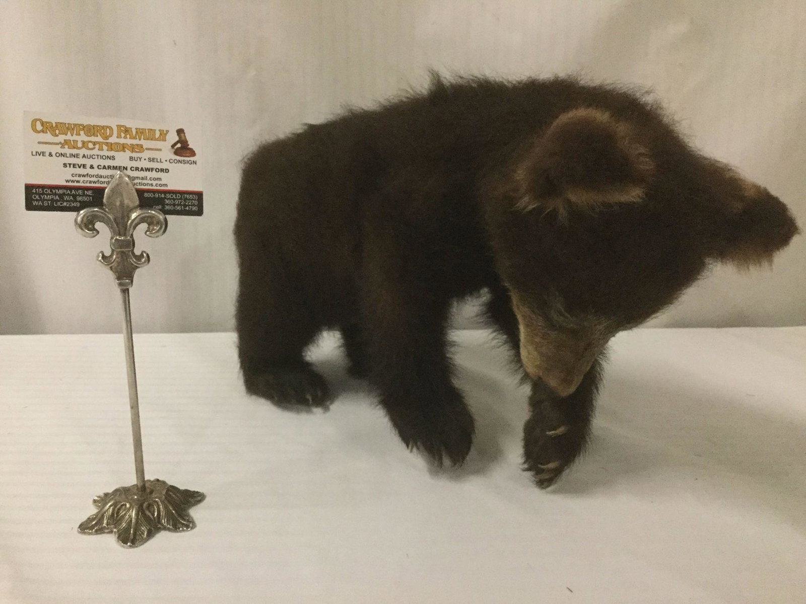Taxidermy black bear cub (ethically procured) full body: Taxidermy black bear cub, approx. 17x6x10 inches. JRL