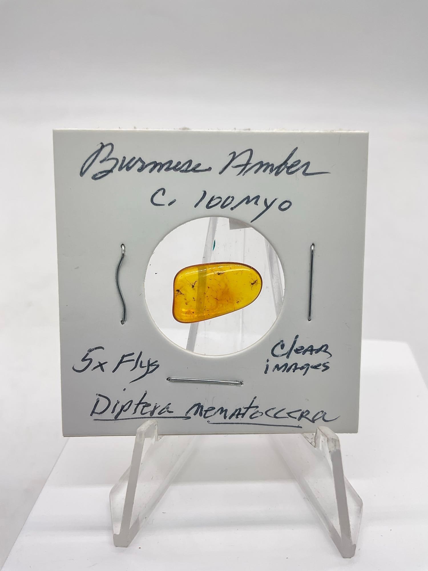 Ancient Burmese Amber piece with clear images of 5 fossil flies (Deptera) (1 of 2)