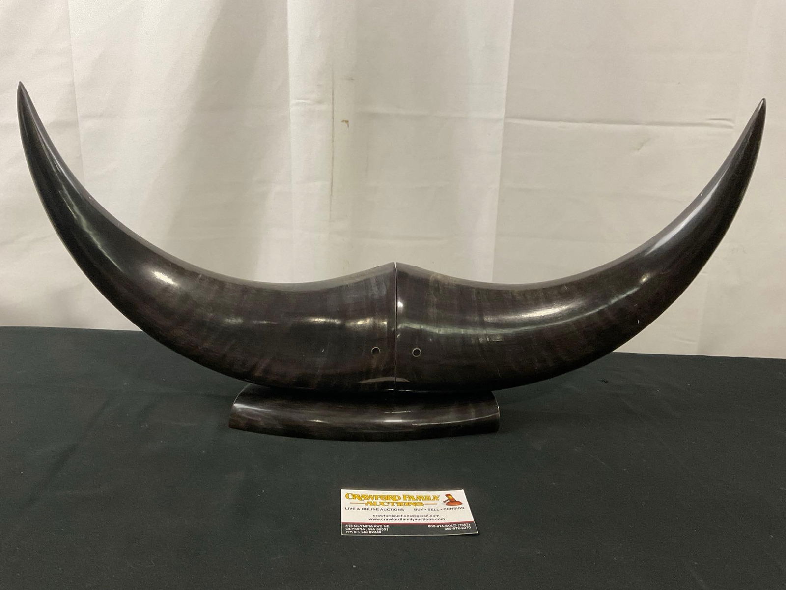 Vintage Mounted Smooth Horns, possibly water buffalo, 22 inches wide (1 of 5)