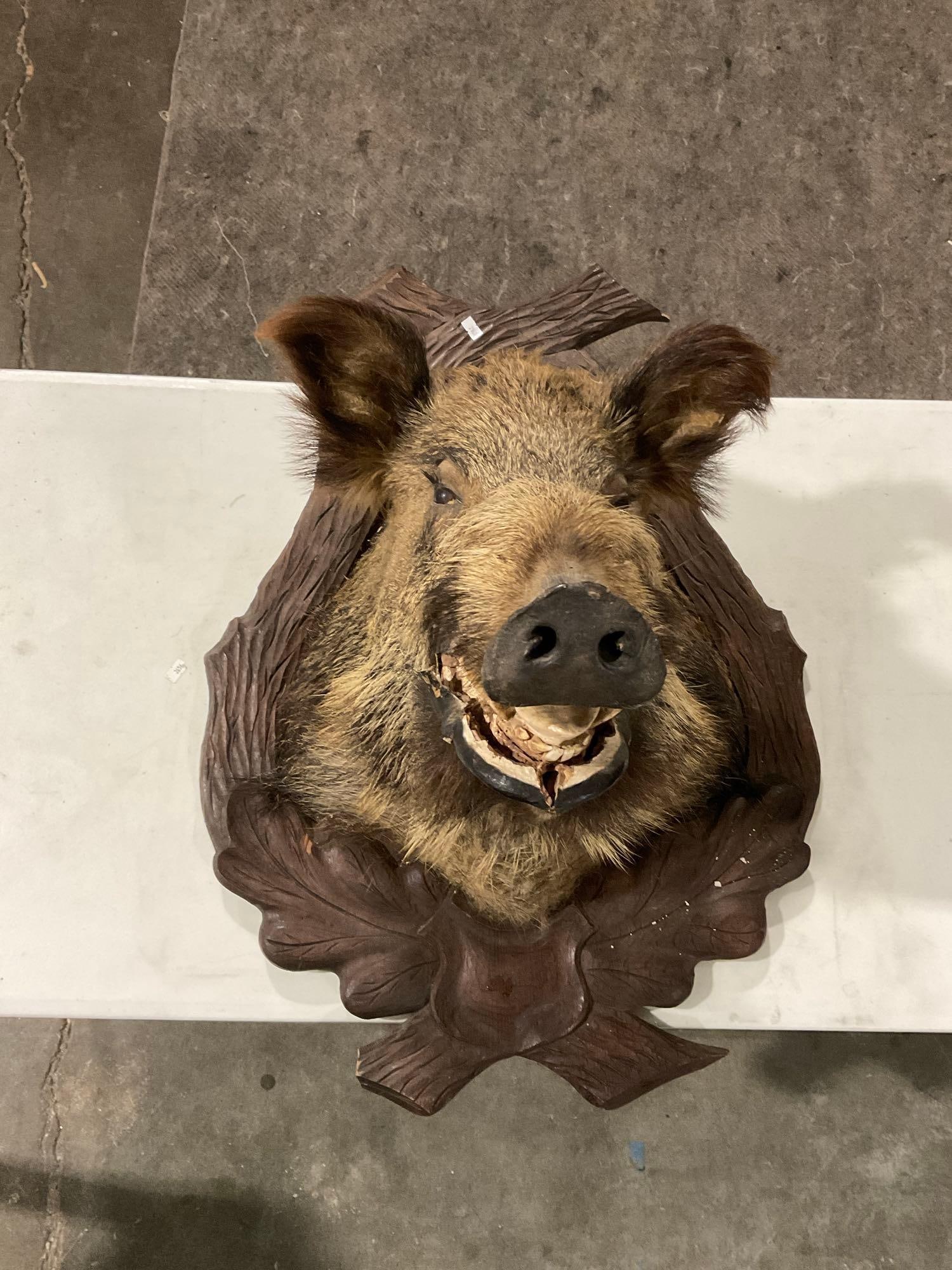 Wild Boar Taxidermy Shoulder Mount on carved wooden plaque (1 of 6)