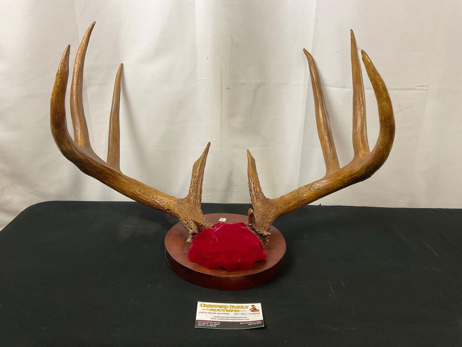 Vintage Taxidermy Deer Antlers, 8 point, Velvet and Wooden Mount, 20 inches wide (1 of 3)
