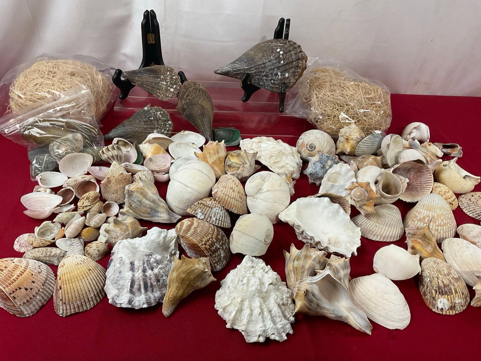 Collection of Shells, Conch Banded Tulip Shells, Pen Shells, Clam Shells, and more, roughly 100 pcs: Appears to be in good shape. The largest piece measures approx 5 x 2 inches. See pics. E-3690