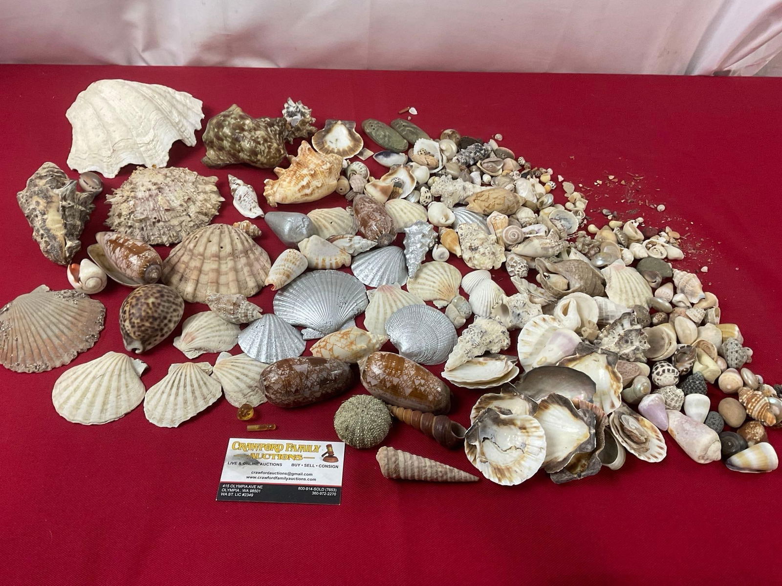 Large Selection of Shells, Nice Variety, Assorted Types, some painted silver, small to large (1 of 6)