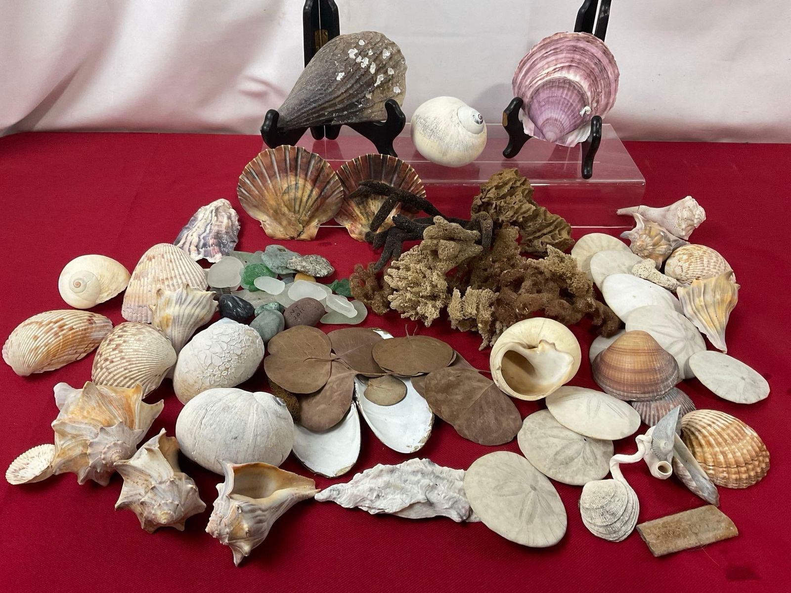 Collection of Sand Dollars, Soft Coral, Clams, Small Conch shells, other shells, Sea Glass & more (1 of 6)