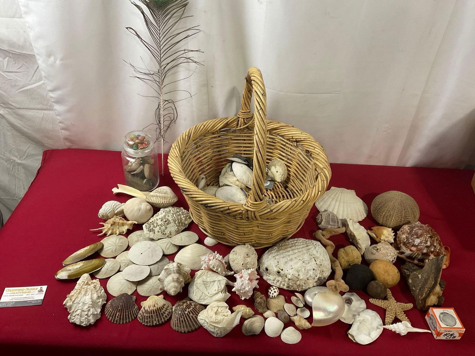 Large Basket w/ Assortment of Shells, Sand Dollars, Abalone, Scallops, & more, 16.5h x 17.5d inches (1 of 7)