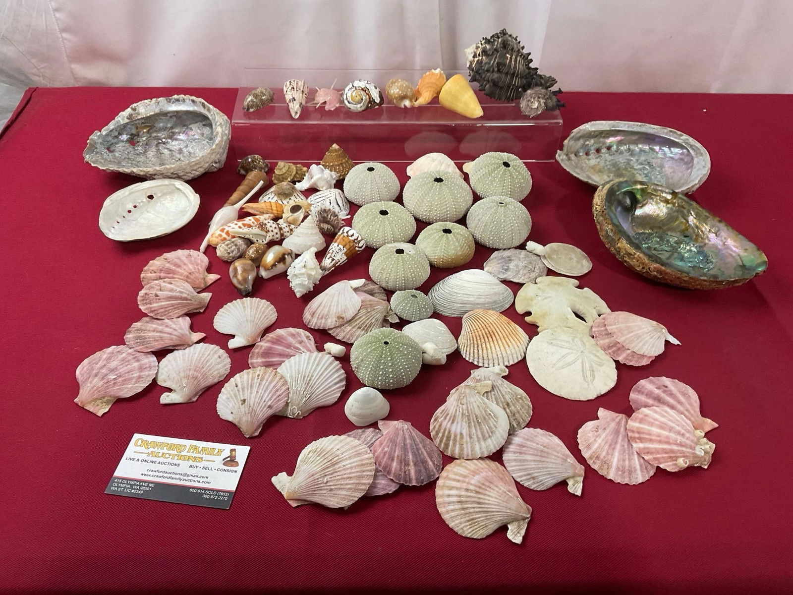 Large Assortment of Shells, Abalone, Scallop, Dried Sea Urchin & more, approx 60+ pieces (1 of 7)