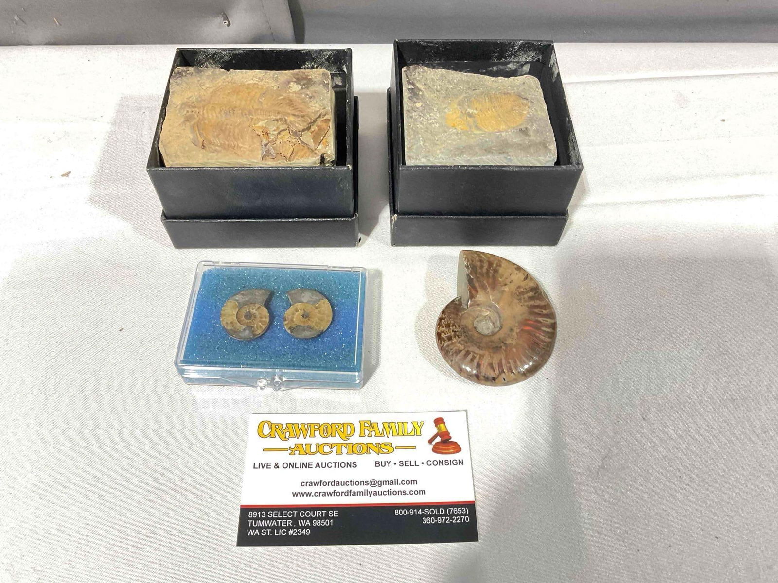 4 pcs Fossils, 2x Ammonite and 2x Trilobites. Excellent Condition. See pics.: 4 pcs Fossils, 2x Ammonite and 2x Trilobites. Excellent Condition. Beautiful iridescence on ammonite. Largest measures 3" x 3" x 3" DM-4360