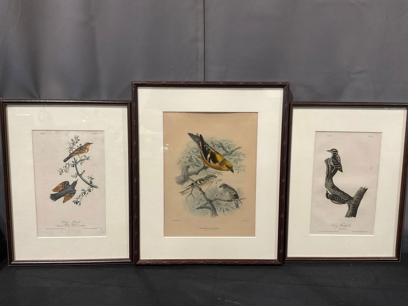 Three Framed JJ Audubon Lithos, Varied Thrush, Two-Barred Crossbill, Hairy Woodpecker 18x15 inches (1 of 7)