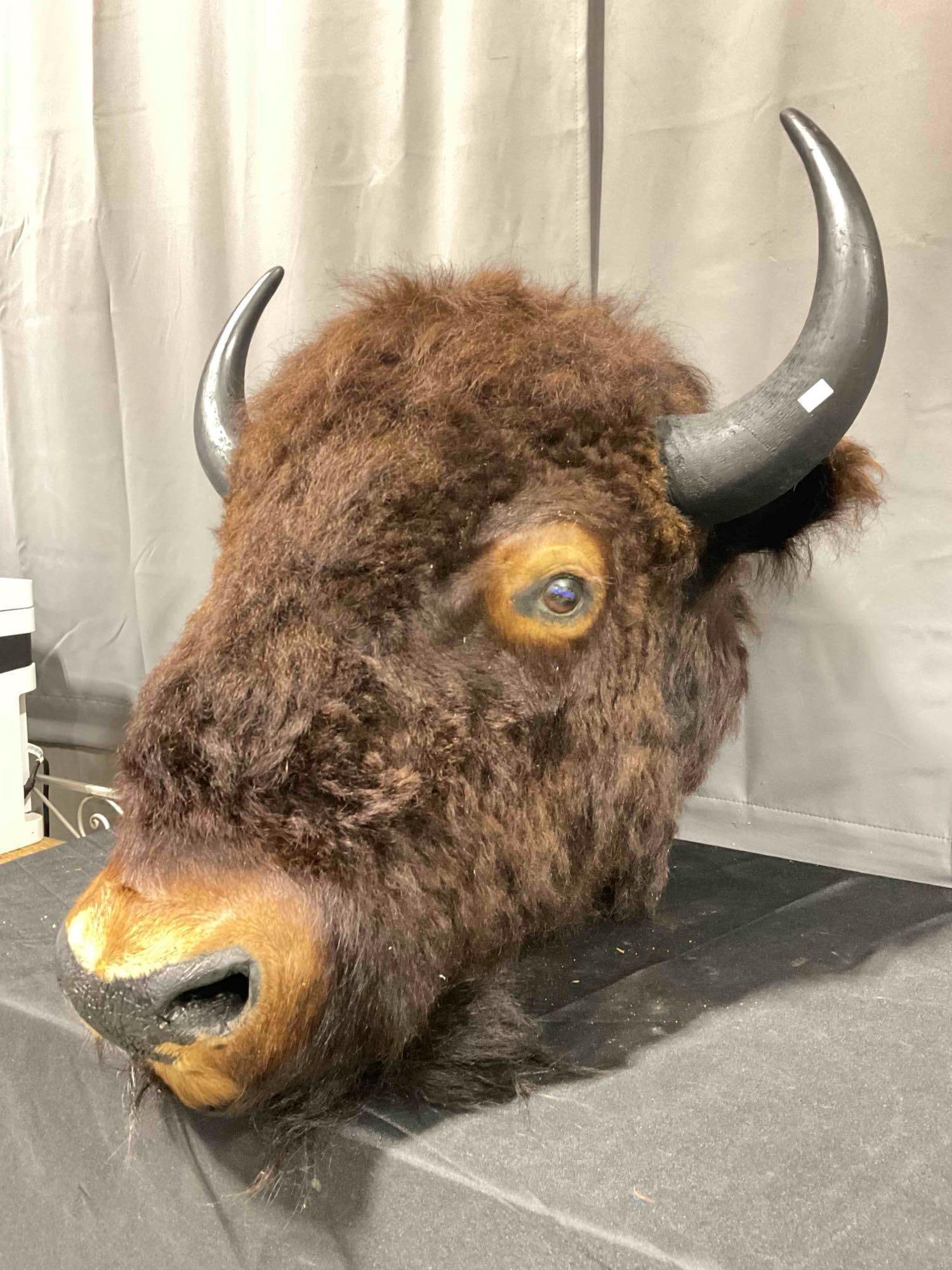 Vintage Taxidermy Buffalo Head Wall Mount w/ Composite Horns. Very Good Condition. See pics. (1 of 11)