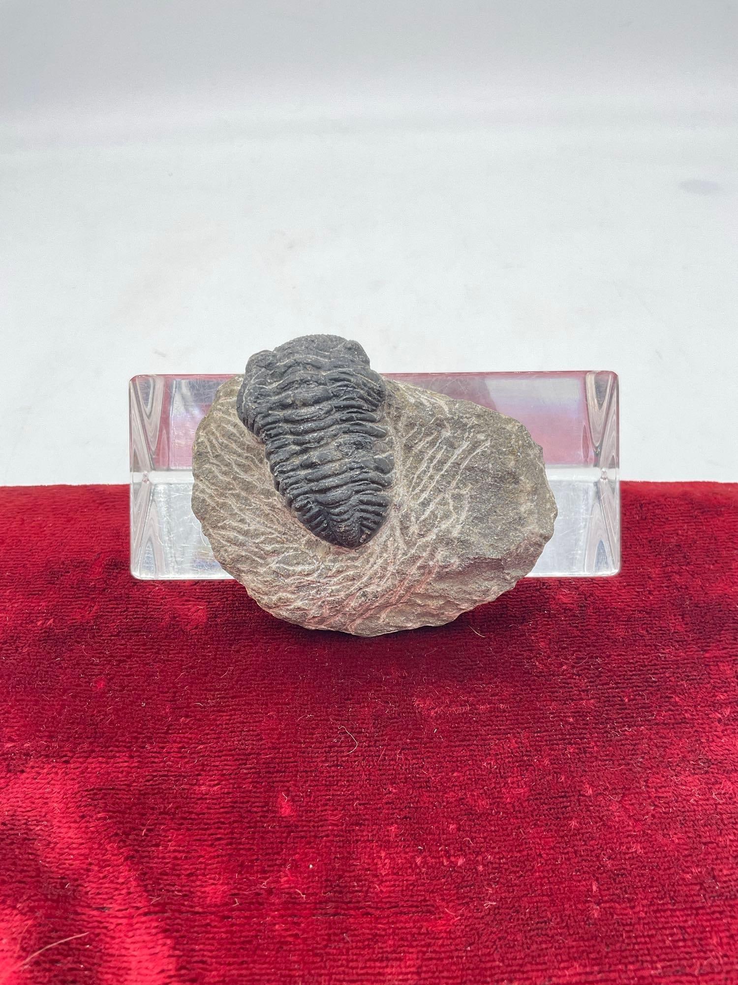 Very fine specimen of a Trilobite fossil c.400-300 MYO: Jc-1554