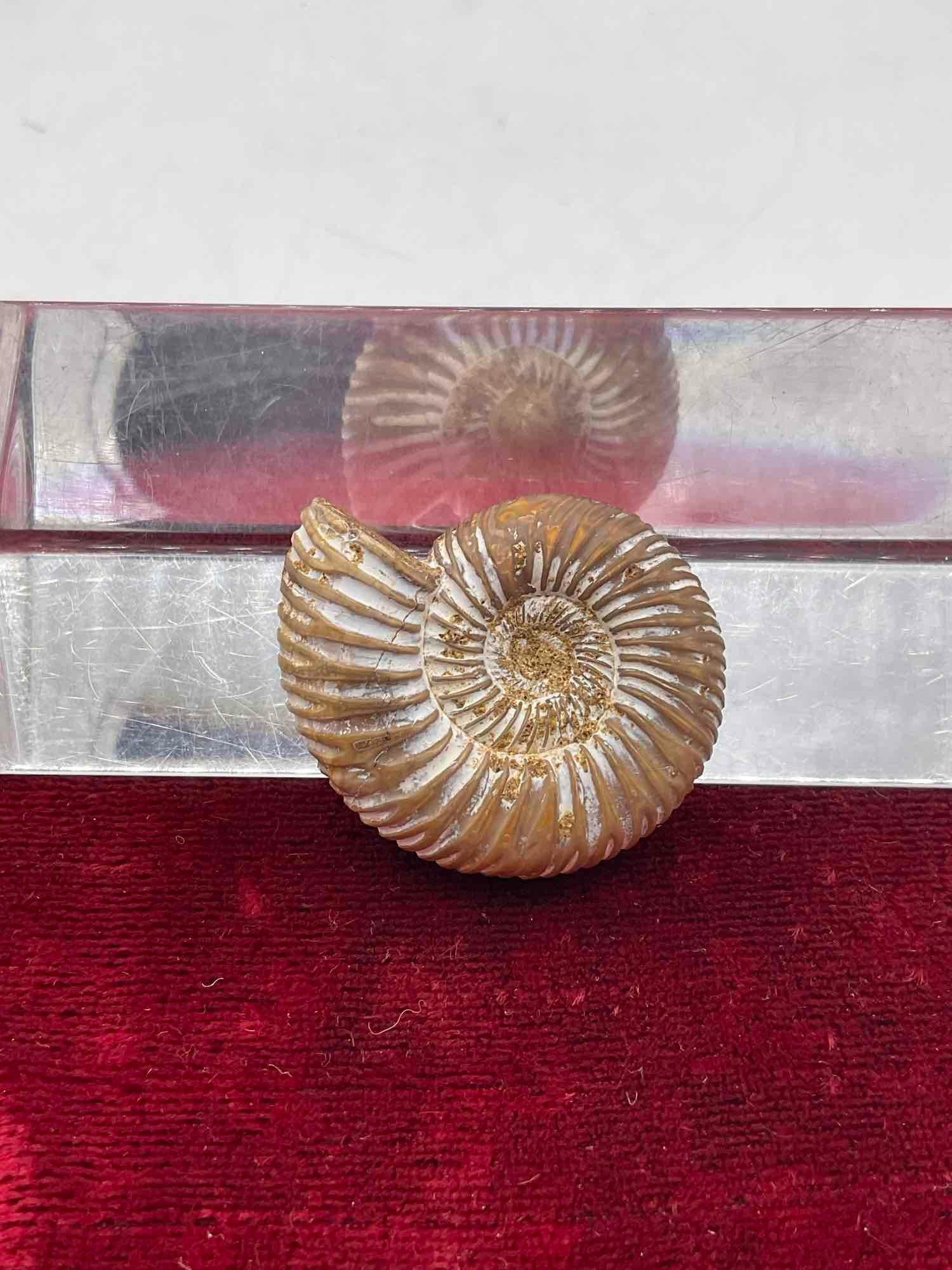Excellent example of a Ammonite fossil c. 400-500 MYO: Jc-1554