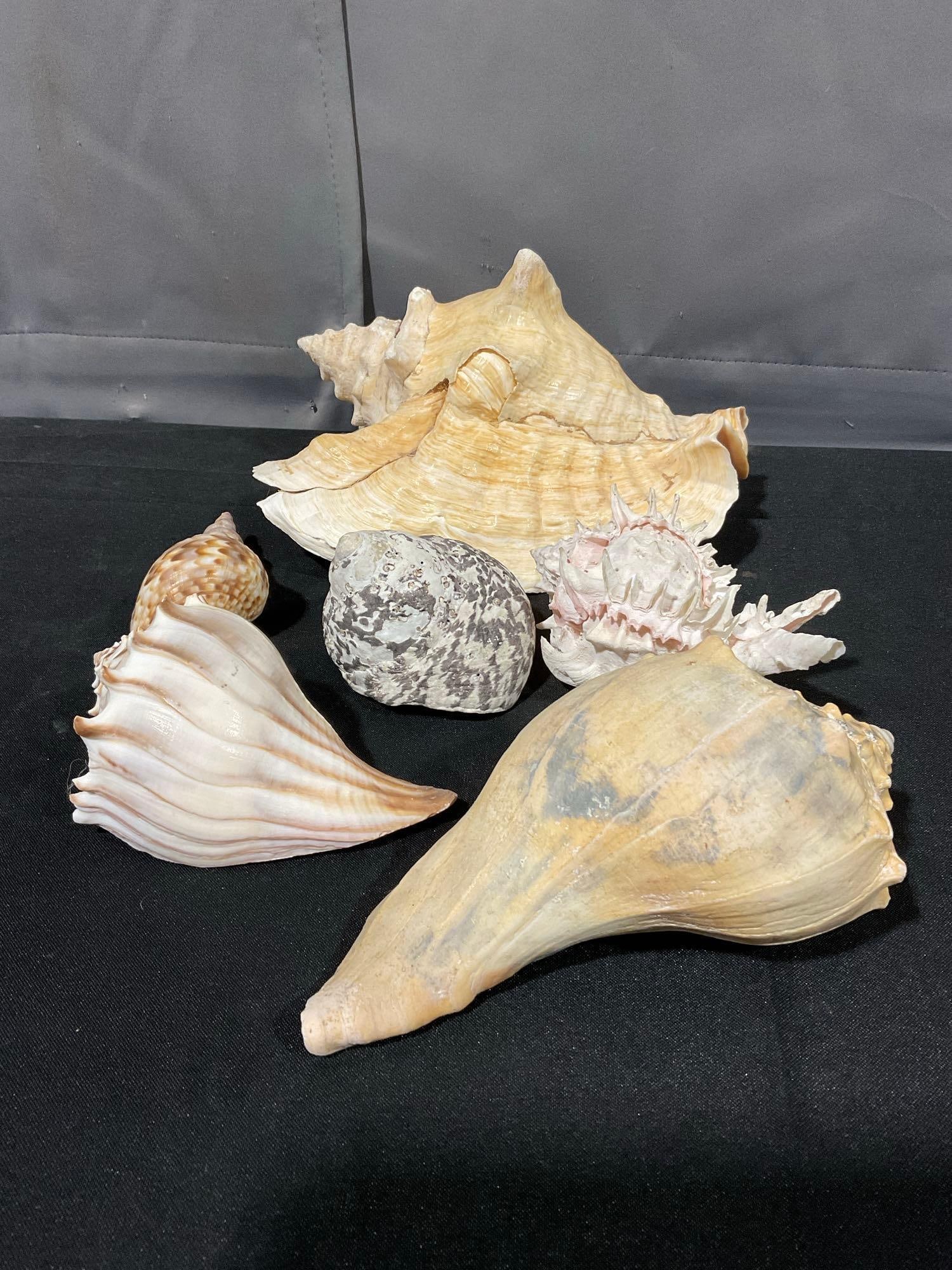 Assortment of 6 Seashells, Conch, Whelks, Spondylus (1 of 3)