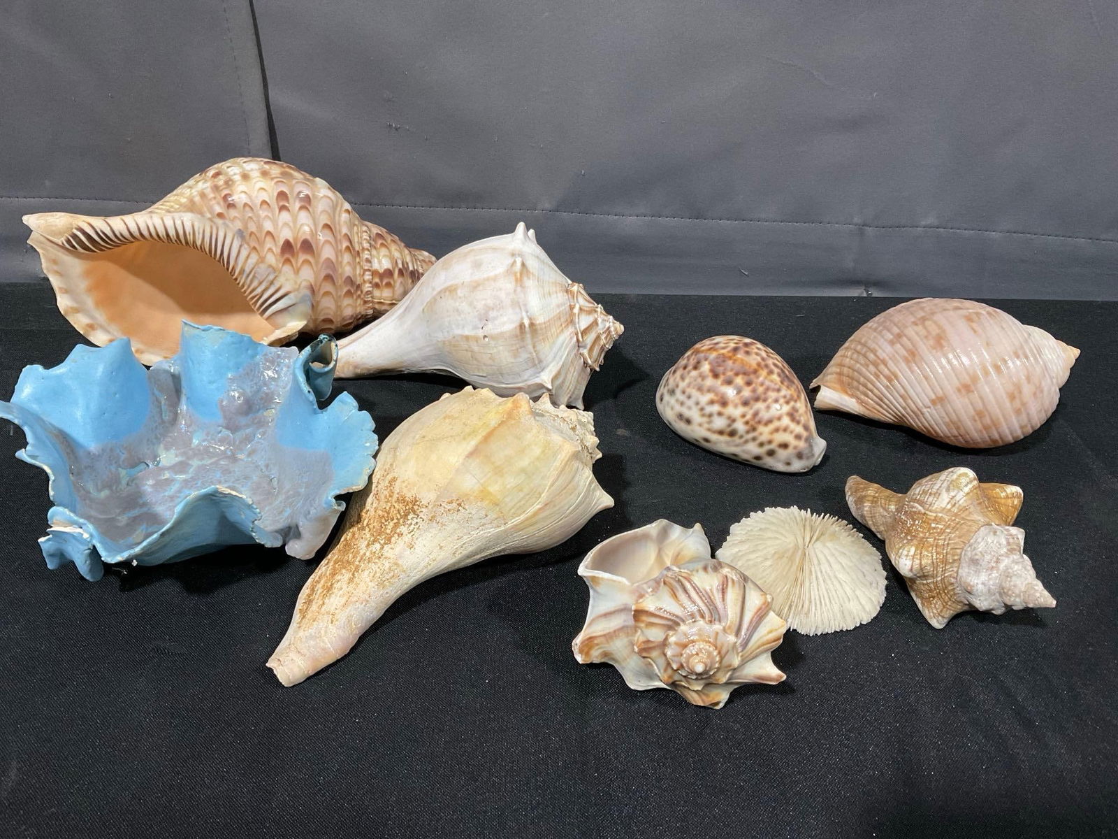 Variety of 7 Seashells, Charonia Tritonis, Several Whelks, Cassidae, & more (1 of 4)