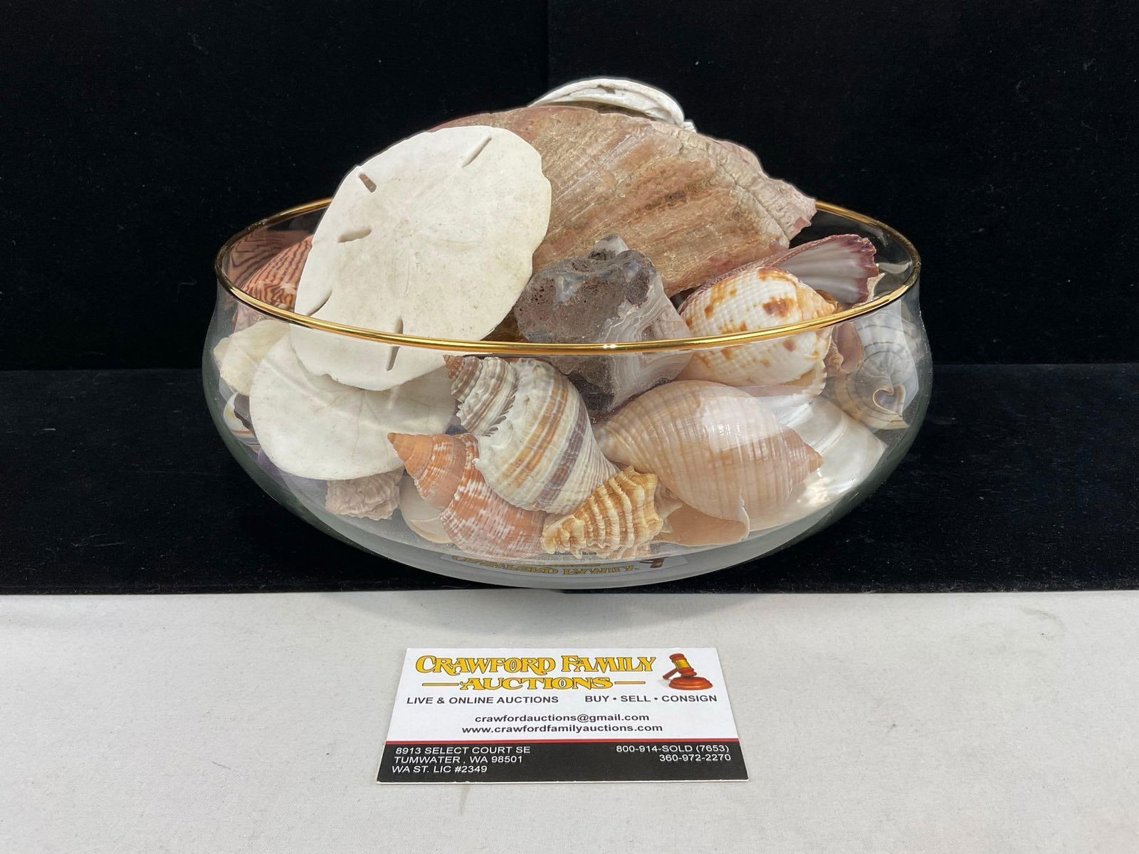 Bowlful of Seashells, Whelks, Sarmaticus, Various Cone Shells, & more: Appears to be in good shape. Nice variety. The piece measures approx 7h x 10w x 10d inches. See pics. E-5180