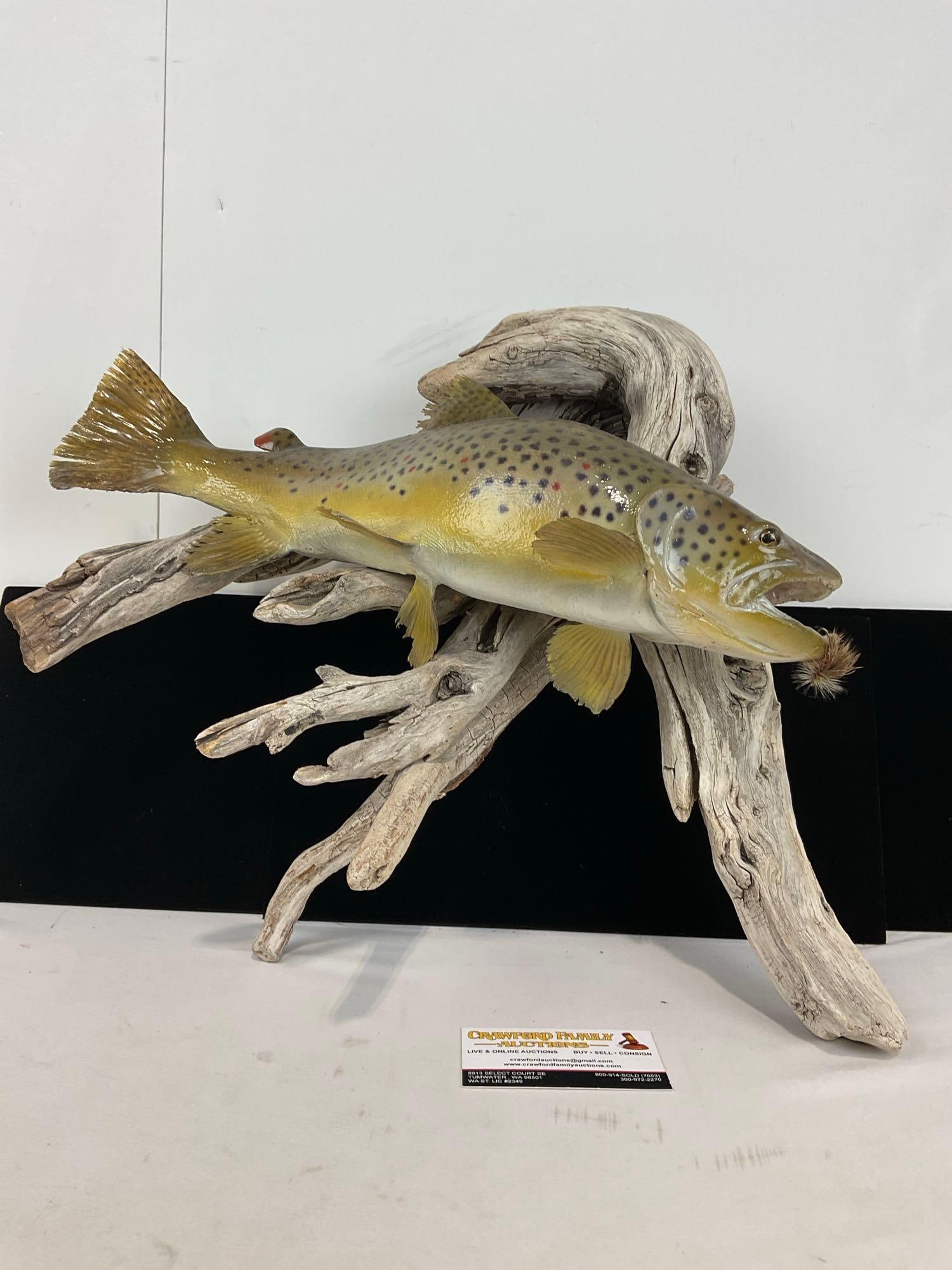 Realistic Taxidermized style Brown Trout Wall Hanging on Driftwood, approx 16h x 20w x 10d inches (1 of 4)