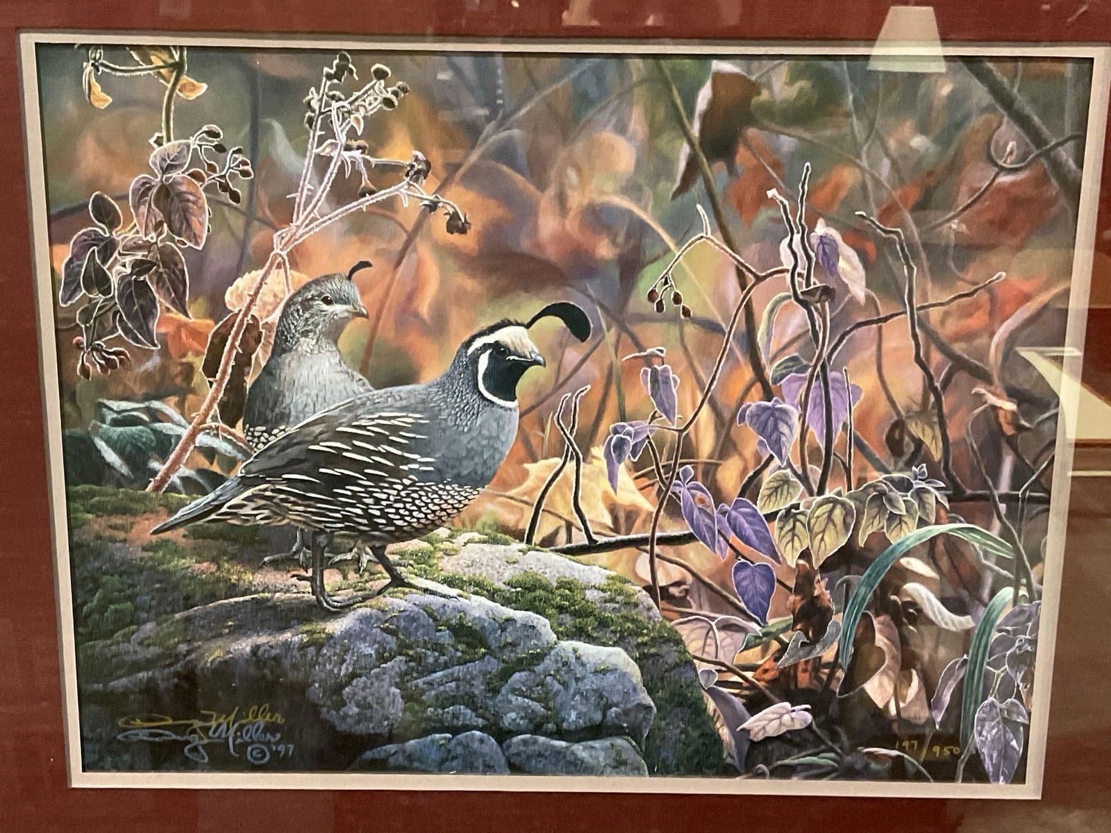 Framed Signed & #d 197/950 Litho, Close up of Quails by Doug Miller, 21h x 24w inches (1 of 5)