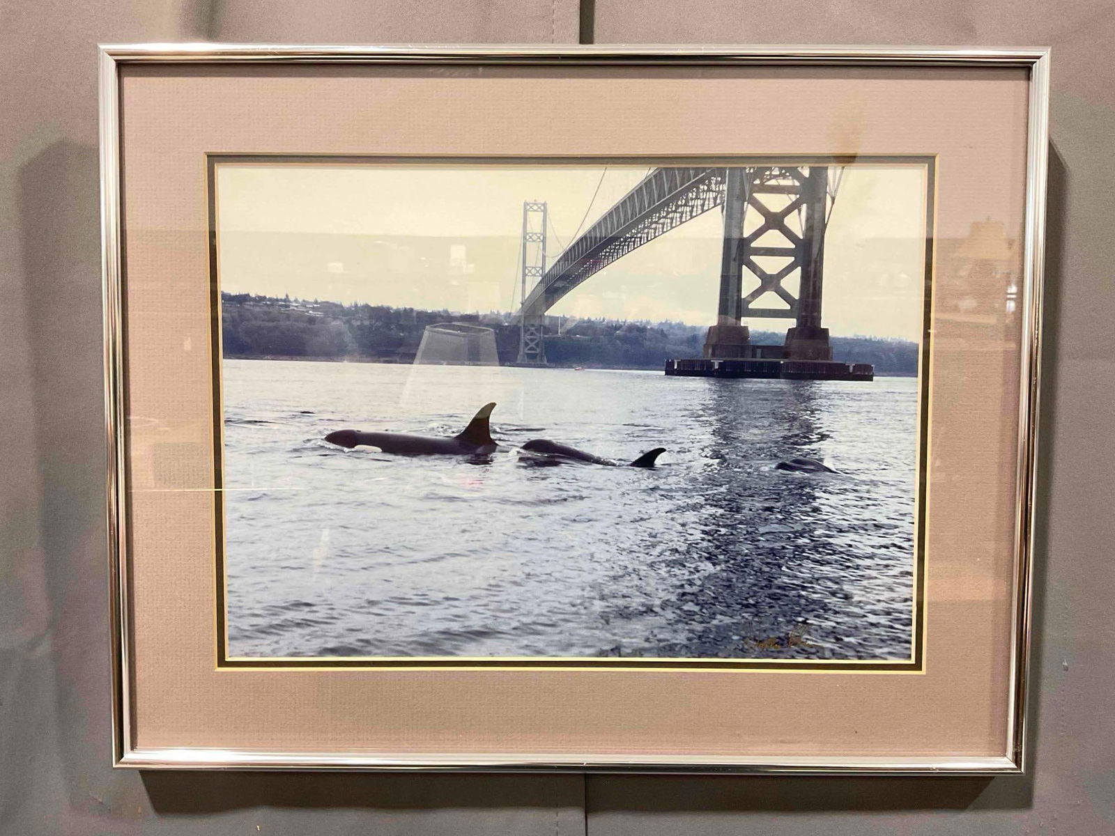 Framed Vintage Photograph of Orca Whales Signed Dallas Blair? Excellent Condition. See pics. (1 of 6)