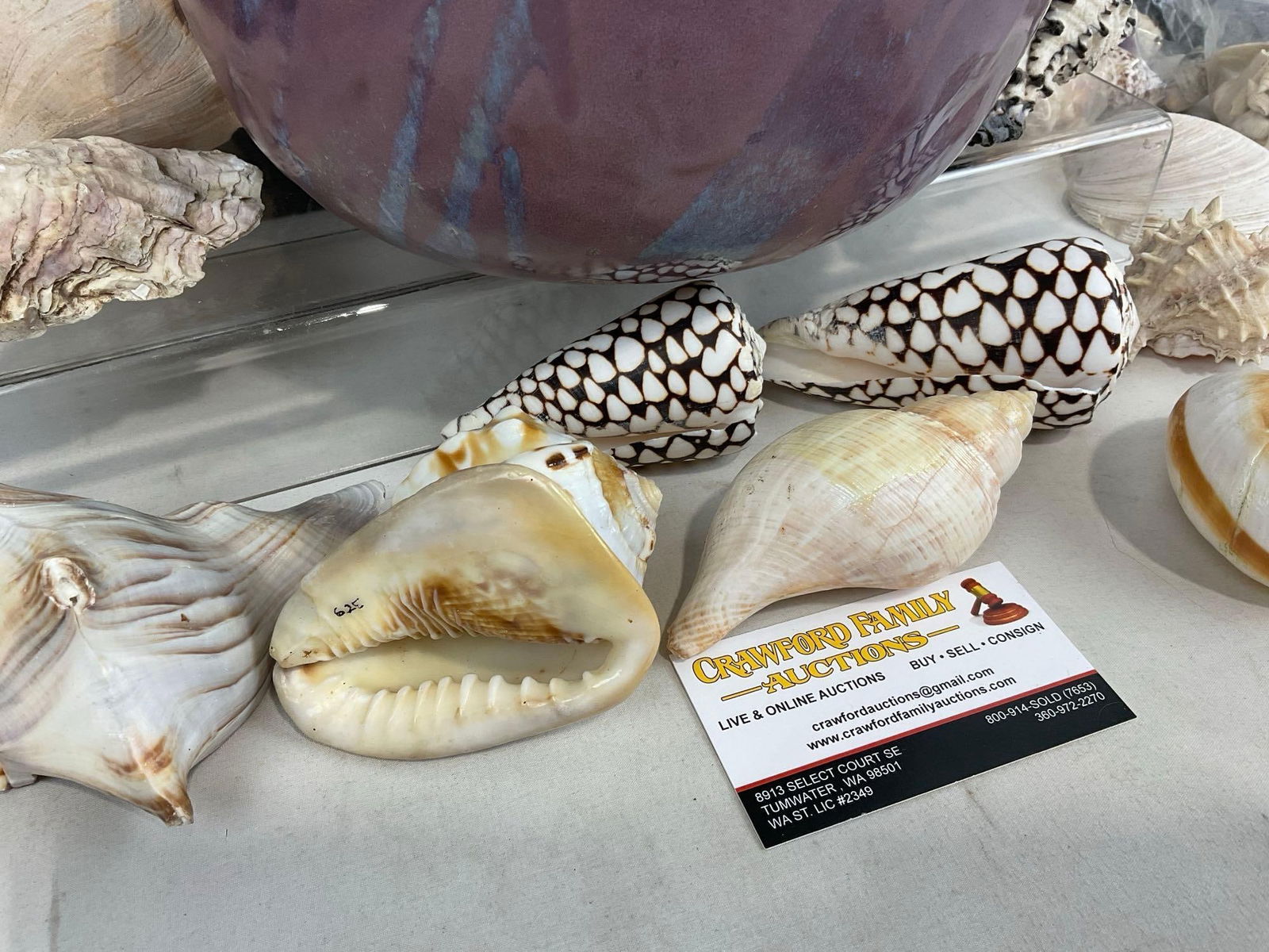 Handmade Abstract Bowl, Plum Purple in color, w/ Assortment of Shells, Conus Marmoreus & more - 2