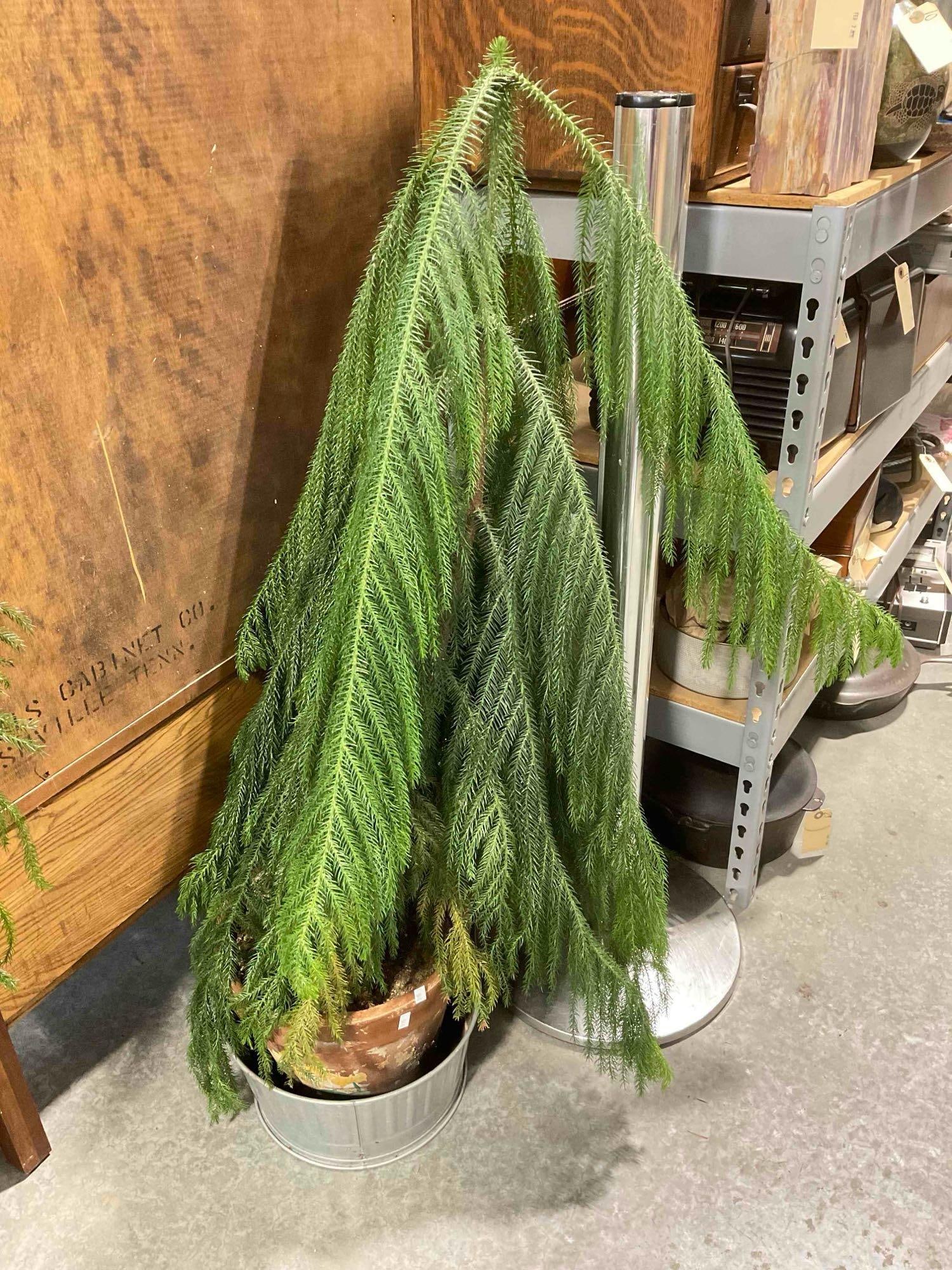 Norfolk Island Pine Tree in Terra Cotta Pot. Good Condition. Measures 24" x 24" x 44" See pics. - 2