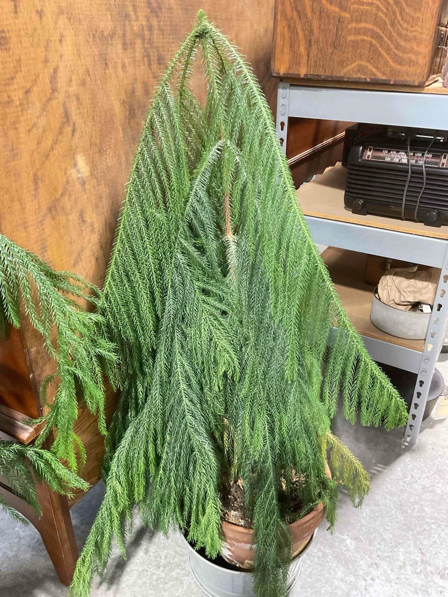 Norfolk Island Pine Tree in Terra Cotta Pot. Good Condition. Measures 24" x 24" x 44" See pics. - 3