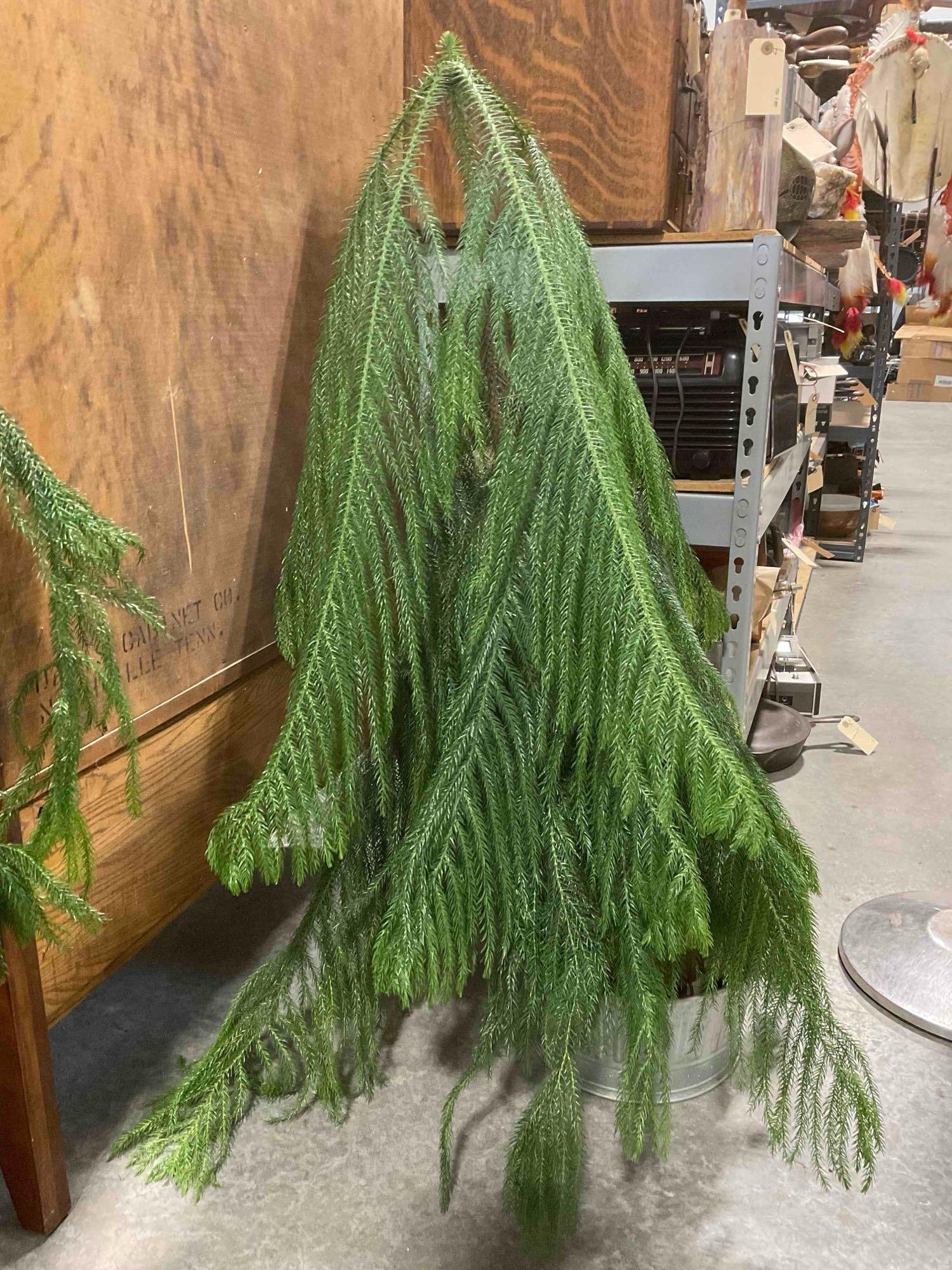 Norfolk Island Pine Tree in Terra Cotta Pot. Good Condition. Measures 24" x 24" x 44" See pics. - 4