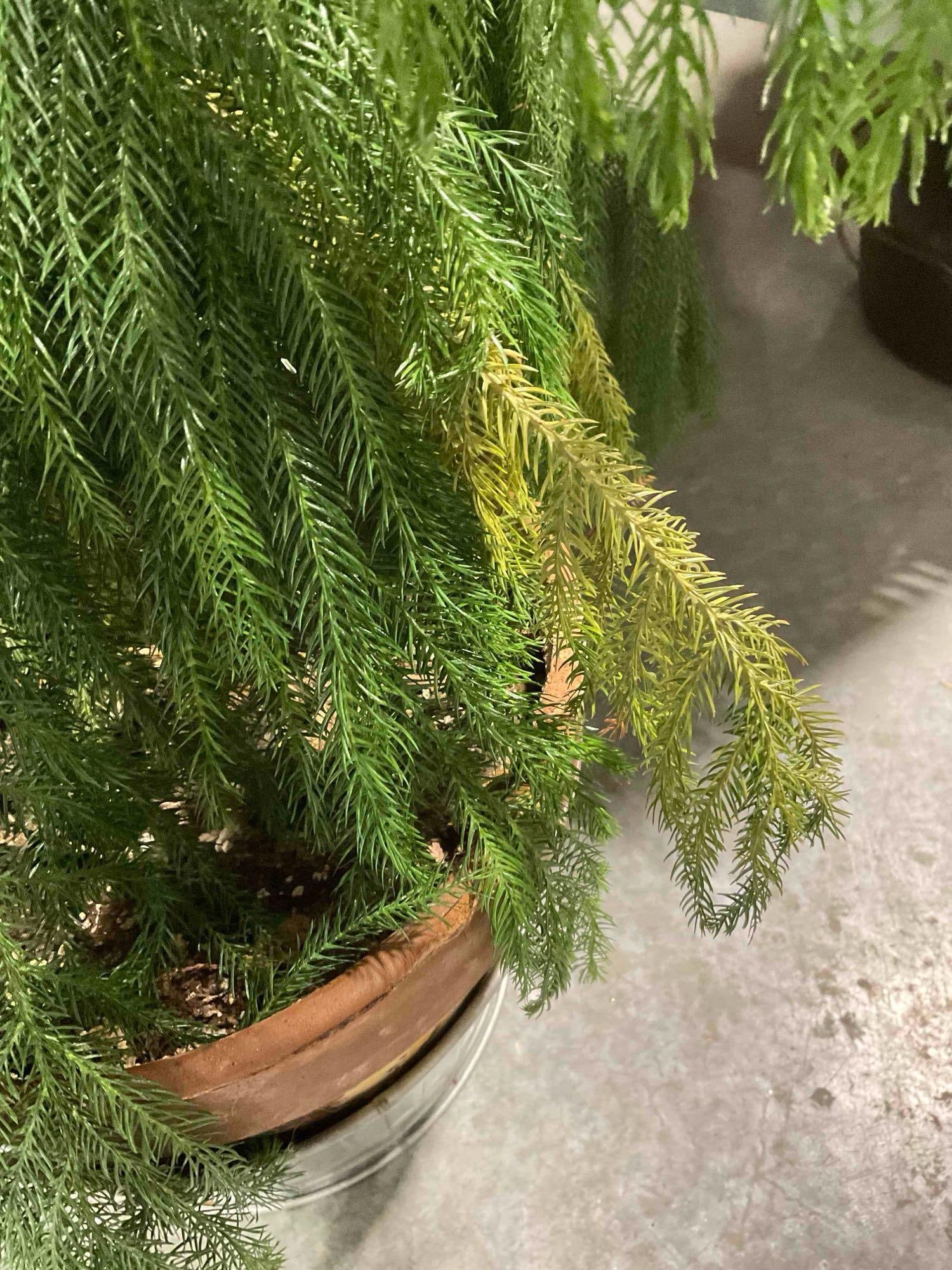 Norfolk Island Pine Tree in Terra Cotta Pot. Good Condition. Measures 24" x 24" x 44" See pics. - 5