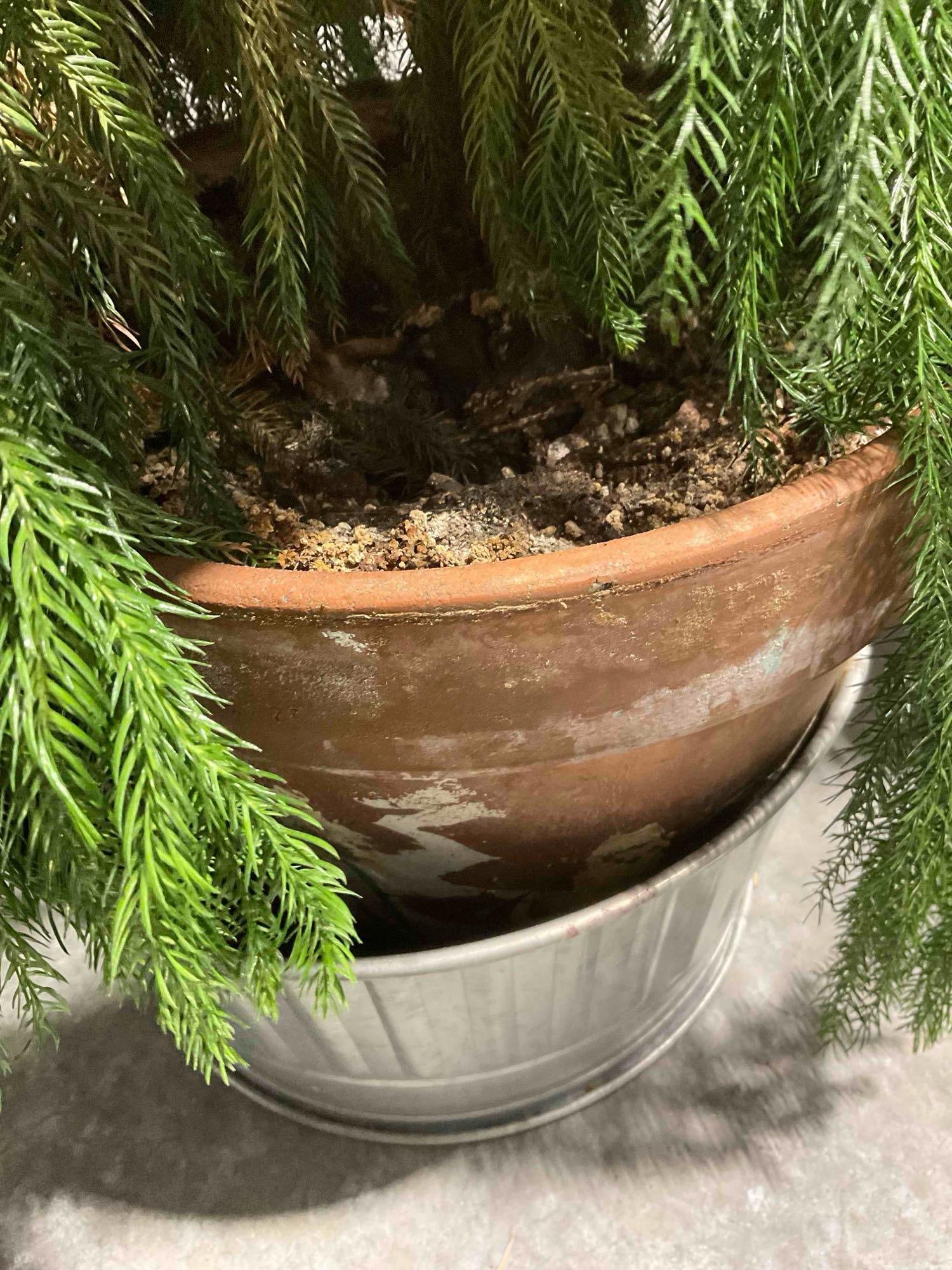 Norfolk Island Pine Tree in Terra Cotta Pot. Good Condition. Measures 24" x 24" x 44" See pics. - 6