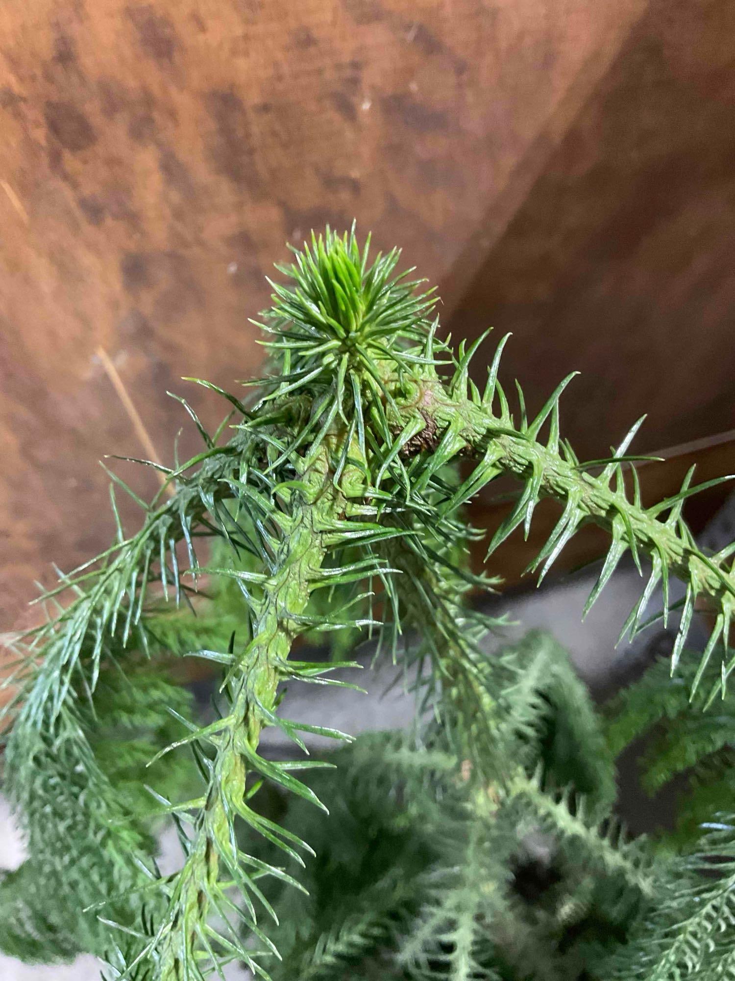 Norfolk Island Pine Tree in Terra Cotta Pot. Good Condition. Measures 24" x 24" x 44" See pics. - 7