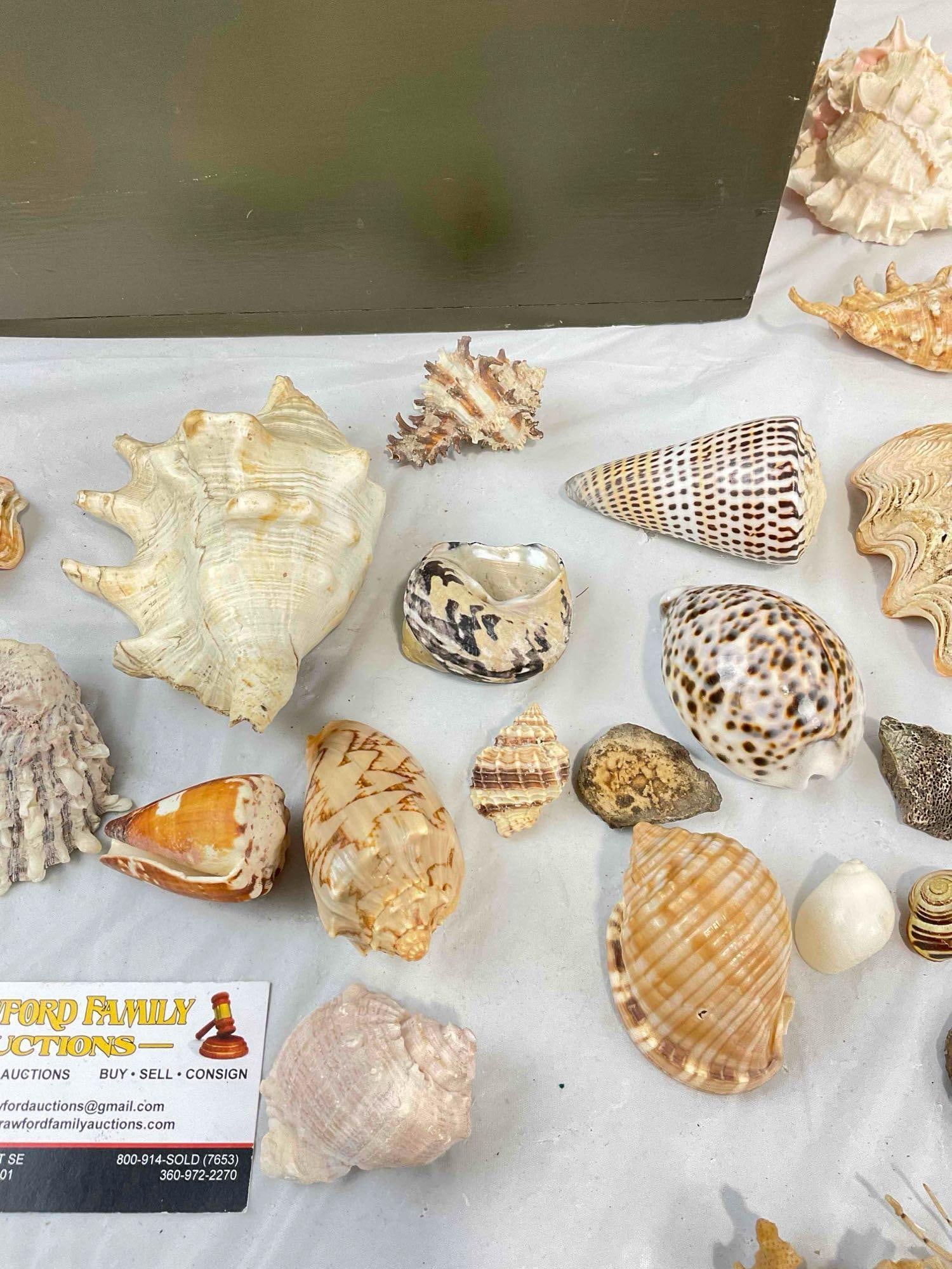 30+ pcs Vintage Seashell & Specimen Collection w/ Painted Wooden Box. Very Good Condition. - 2