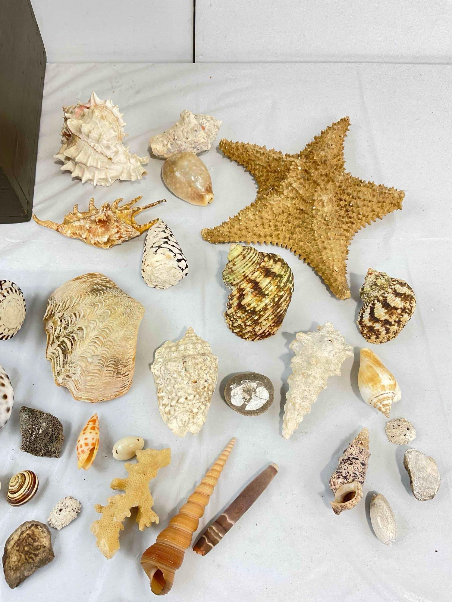 30+ pcs Vintage Seashell & Specimen Collection w/ Painted Wooden Box. Very Good Condition. - 4