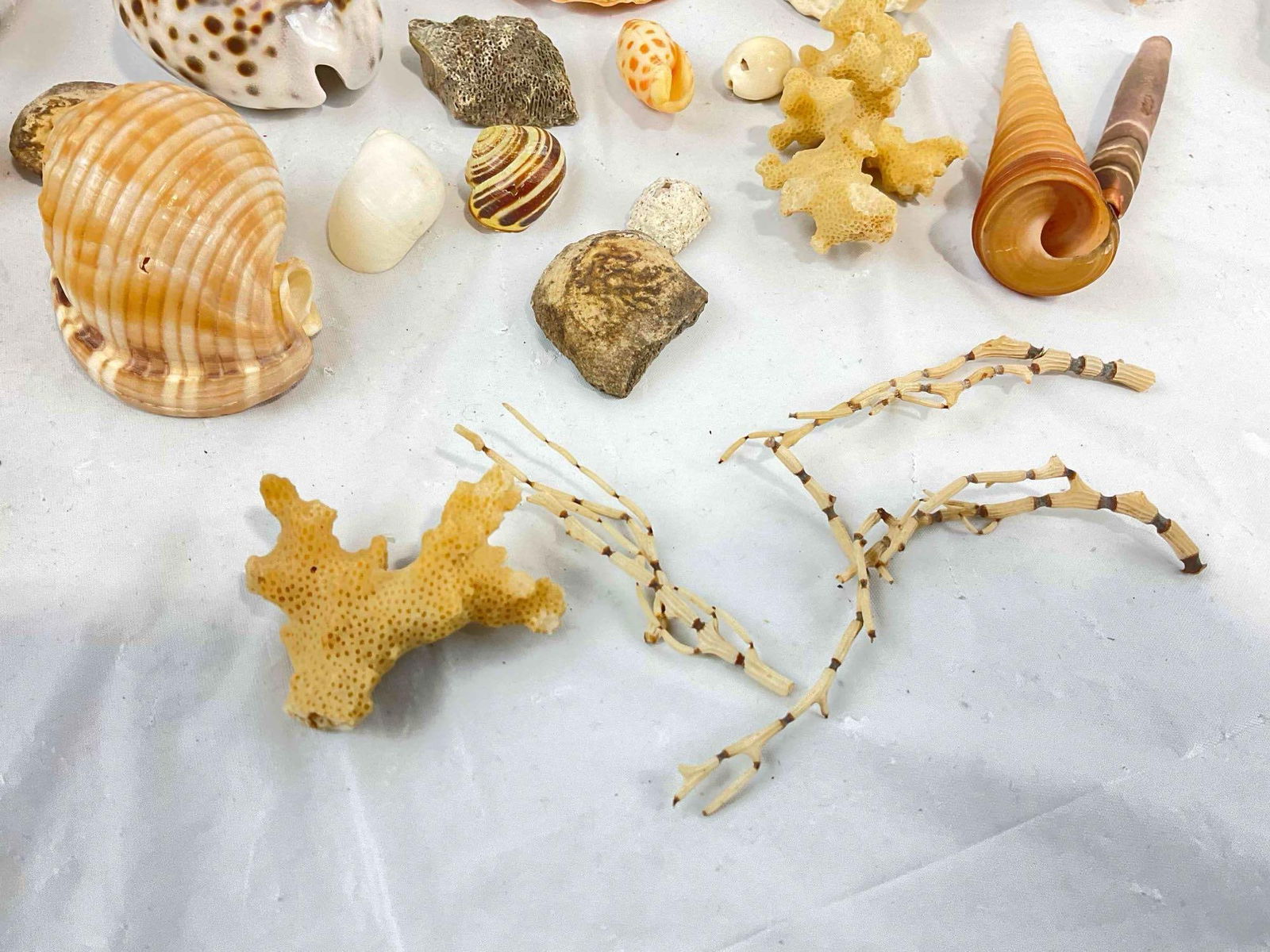 30+ pcs Vintage Seashell & Specimen Collection w/ Painted Wooden Box. Very Good Condition. - 5