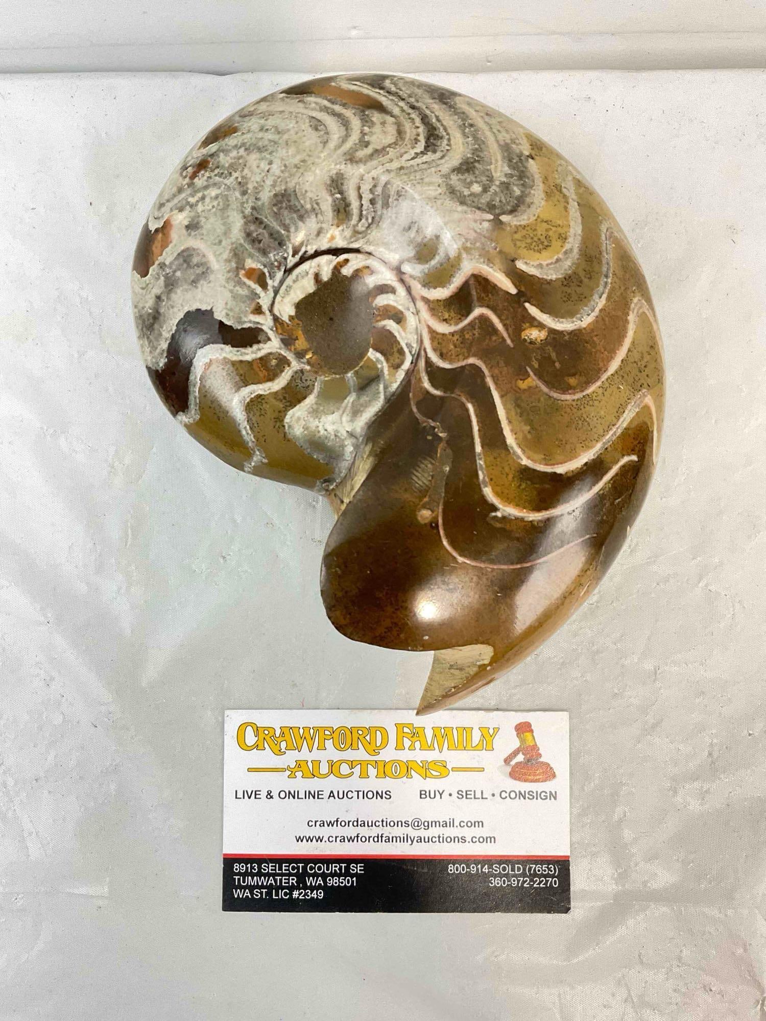 Beautiful Moroccan Polished Ammonite Nautilus Fossil. Excellent Condition. See pics.: Beautiful Moroccan Polished Ammonite Nautilus Fossil. Excellent Condition. Lovely earthy tones. Measures 5" x 6" x 3" DM-5360 